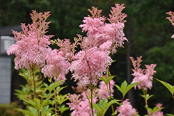Venusta Queen Of The Prairie (Filipendula rubra 'Venusta') at Holland Nurseries
