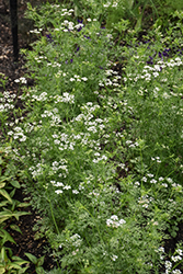 Santo Cilantro (Coriandrum sativum 'Santo') at Holland Nurseries