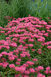 Marshall's Delight Beebalm (Monarda 'Marshall's Delight') at Holland Nurseries