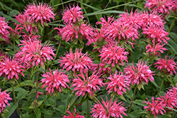 Marshall's Delight Beebalm (Monarda 'Marshall's Delight') at Holland Nurseries