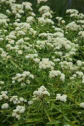 Ice Ballet Milkweed (Asclepias incarnata 'Ice Ballet') at Holland Nurseries