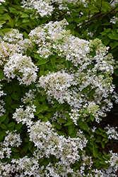 Pee Gee Hydrangea (Hydrangea paniculata 'Grandiflora') at Holland Nurseries
