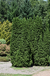 Dark Green Arborvitae (Thuja occidentalis 'Nigra') at Holland Nurseries