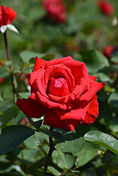 Eleganza Grande Amore Rose (Rosa 'KORcoluma') at Holland Nurseries