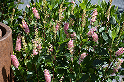 Ruby Spice Summersweet (Clethra alnifolia 'Ruby Spice') at Holland Nurseries