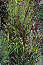 Shenandoah Reed Switch Grass (Panicum virgatum 'Shenandoah') at Holland Nurseries