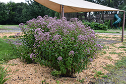 Phantom Joe Pye Weed (Eupatorium maculatum 'Phantom') at Holland Nurseries