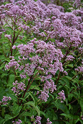 Phantom Joe Pye Weed (Eupatorium maculatum 'Phantom') at Holland Nurseries