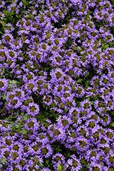 Whirlwind Blue Fan Flower (Scaevola aemula 'Whirlwind Blue') at Holland Nurseries