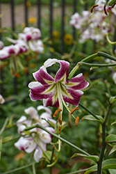 Black Beauty Lily (Lilium 'Black Beauty') at Holland Nurseries
