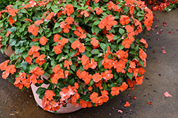 Beacon Orange Impatiens (Impatiens walleriana 'PAS1377331') at Holland Nurseries
