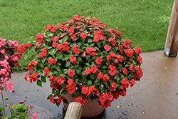 Beacon Bright Red Impatiens (Impatiens walleriana 'PAS1413665') at Holland Nurseries