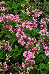 Big EEZE Pink Geranium (Pelargonium 'Big EEZE Pink') at Holland Nurseries