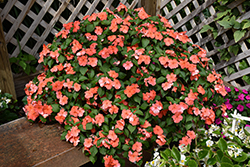 Beacon Salmon Impatiens (Impatiens walleriana 'PAS1357835') at Holland Nurseries