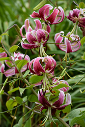 Black Beauty Lily (Lilium 'Black Beauty') at Holland Nurseries