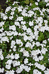 Beacon White Impatiens (Impatiens walleriana 'PAS1357832') at Holland Nurseries
