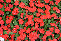 Beacon Bright Red Impatiens (Impatiens walleriana 'PAS1413665') at Holland Nurseries