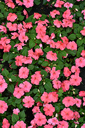 Beacon Coral Impatiens (Impatiens walleriana 'PAS1413664') at Holland Nurseries