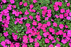 Beacon Violet Shades Impatiens (Impatiens walleriana 'PAS1357834') at Holland Nurseries