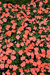 Beacon Salmon Impatiens (Impatiens walleriana 'PAS1357835') at Holland Nurseries