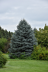 Fat Albert Blue Spruce (Picea pungens 'Fat Albert') at Holland Nurseries