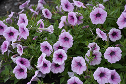 Shock Wave Pink Vein Petunia (Petunia 'Shock Wave Pink Vein') at Holland Nurseries