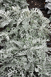 Silver Dust Dusty Miller (Senecio cineraria 'Silver Dust') at Holland Nurseries