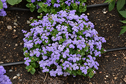 Aloha Blue Flossflower (Ageratum 'Aloha Blue') at Holland Nurseries