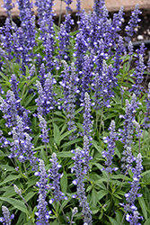 Fairy Queen Salvia (Salvia farinacea 'Fairy Queen') at Holland Nurseries