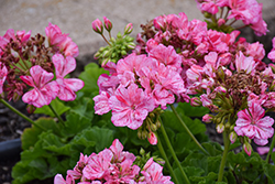 Big Ezee Pink Geranium (Pelargonium 'Big Ezee Pink') at Holland Nurseries