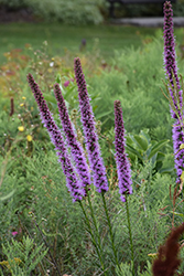 Blazing Star (Liatris spicata) at Holland Nurseries