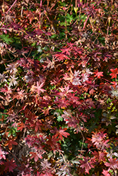 Bloody Cranesbill (Geranium sanguineum) at Holland Nurseries
