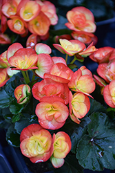 Carneval Begonia (Begonia x hiemalis 'Carneval') at Holland Nurseries