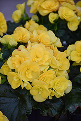 Solenia Yellow Begonia (Begonia x hiemalis 'Solenia Yellow') at Holland Nurseries