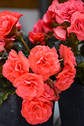 Solenia Dark Pink Begonia (Begonia x hiemalis 'Solenia Dark Pink') at Holland Nurseries