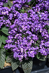 Marino Blue Heliotrope (Heliotropium arborescens 'KLEHA13711') at Holland Nurseries