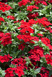 Intensia Red Hot Annual Phlox (Phlox 'DPHLOX911') at Holland Nurseries