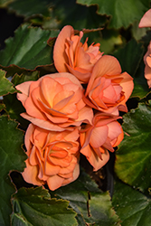 Solenia Apricot Begonia (Begonia x hiemalis 'Solenia Apricot') at Holland Nurseries
