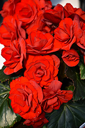 Solenia Red Orange Begonia (Begonia x hiemalis 'Solenia Red Orange') at Holland Nurseries