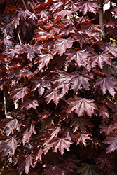 Crimson Sentry Norway Maple (Acer platanoides 'Crimson Sentry') at Holland Nurseries
