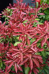Mountain Fire Japanese Pieris (Pieris japonica 'Mountain Fire') at Holland Nurseries