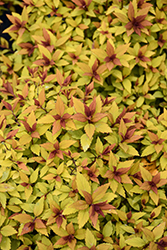 Poprocks Rainbow Fizz Spirea (Spiraea japonica 'Matgold') at Holland Nurseries