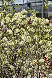 Mt. Airy Fothergilla (Fothergilla major 'Mt. Airy') at Holland Nurseries