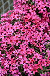 Red Wings Moss Phlox (Phlox subulata 'Red Wings') at Holland Nurseries