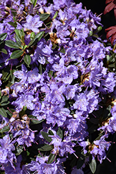 Ramapo Rhododendron (Rhododendron 'Ramapo') at Holland Nurseries