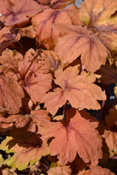 Pumpkin Spice Foamy Bells (Heucherella 'Pumpkin Spice') at Holland Nurseries