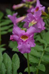 Garden Gloxinia (Incarvillea delavayi) at Holland Nurseries