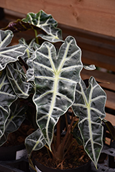 Polly Amazon Elephant's Ear (Alocasia amazonica 'Polly') at Holland Nurseries