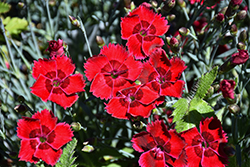 Fire Star Pinks (Dianthus 'Devon Xera') at Holland Nurseries