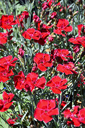 Fire Star Pinks (Dianthus 'Devon Xera') at Holland Nurseries